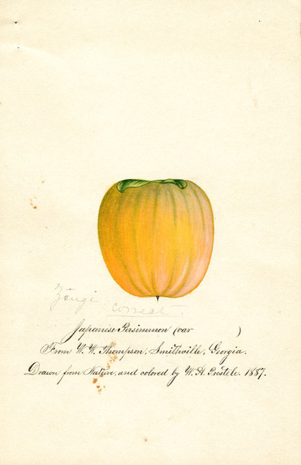 Art Prints of Zengi Persimmon III by William Henry Prestele