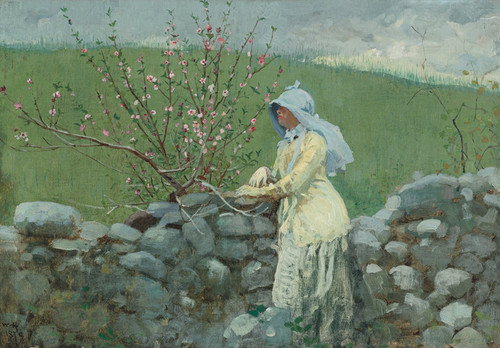 Art Prints of Peach Blossoms by Winslow Homer