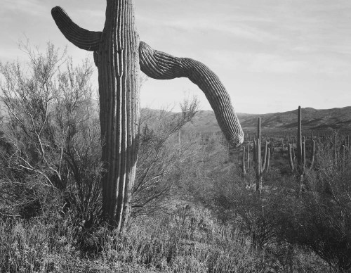 Art prints of Cactus at left and surroundings, Saguaro National Monument, Arizona