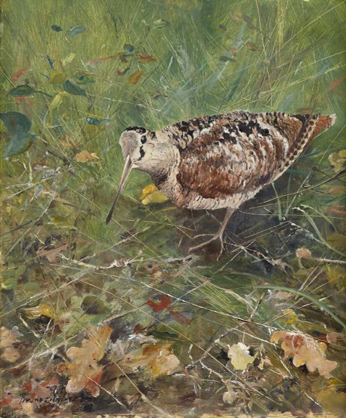 Art prints of Eurasian Woodcock by Bruno Liljefors