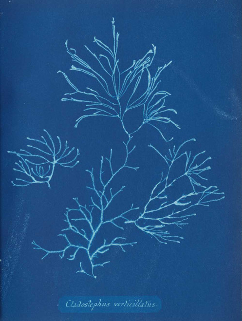 Art prints of Cladostephus verticillatus or Lightfoot by Anna Atkins