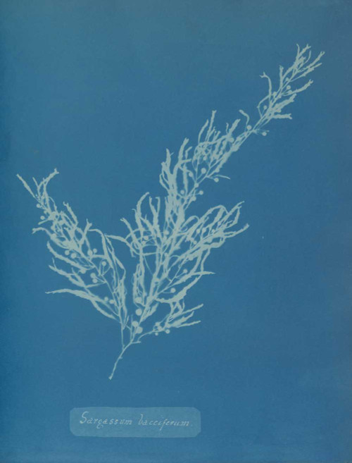 Art prints of Sargassum bacciferum by Anna Atkins