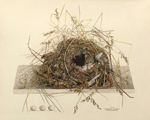 Carolina wren nest cheap