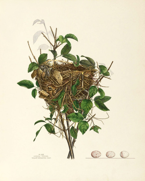 Art Prints of Yellow Breasted Chat Nest, Plate XX, American Bird Nests