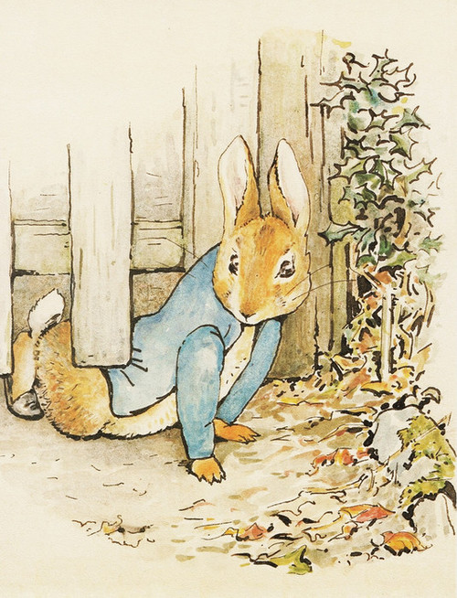 Art Prints of Peter Slips Under the Fence by Beatrix Potter