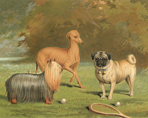 Art Prints Of Yorkshire Pug Italian Greyhound By Vero Shaw Cassell S Book Of The Dog