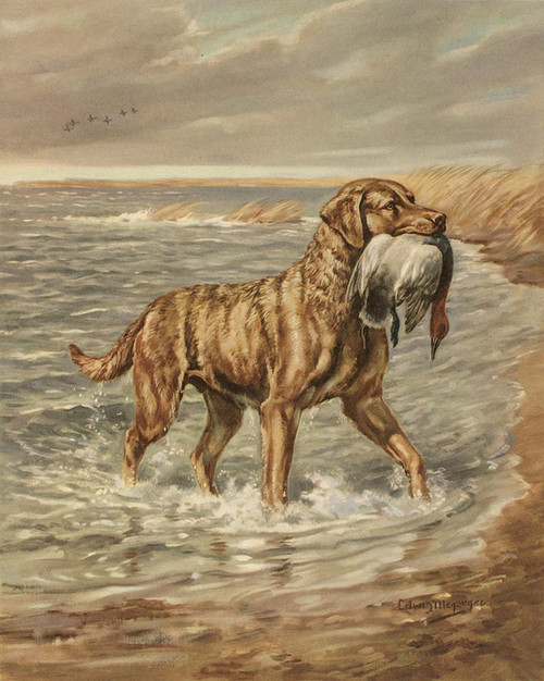 Art Prints Of Chesapeake Bay Retriever By Edwin Megargee