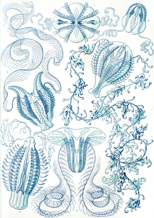 Hexacoralla-vintage style archival print