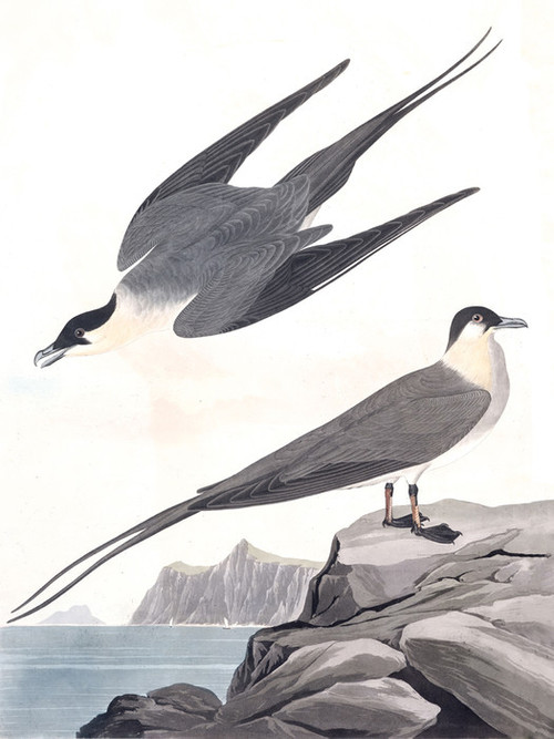 Art Prints Of Arctic Yager By John James Audubon