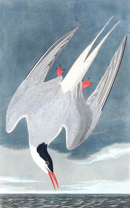 Art Prints of Arctic Tern by John James Audubon