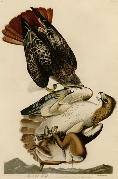 red tail hawk art