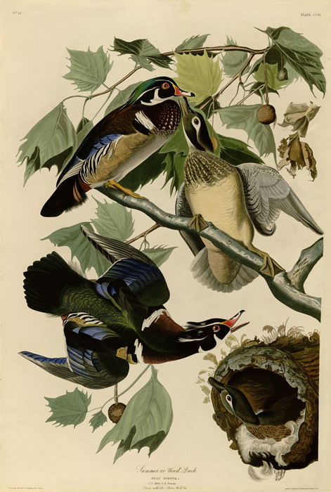 Art Prints of Summer or Wood Duck by John James Audubon