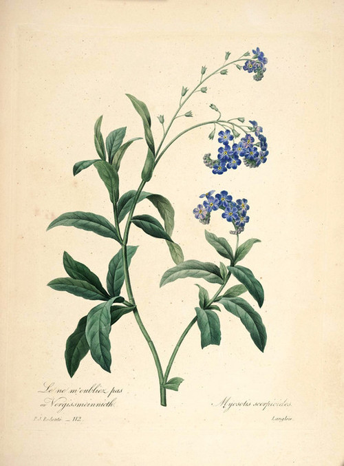 Forget_Me_Not_Plate_115_tvafwz