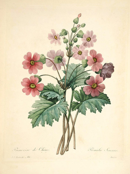 Art Prints of Primrose, Plate 88 by Pierre-Joseph Redoute