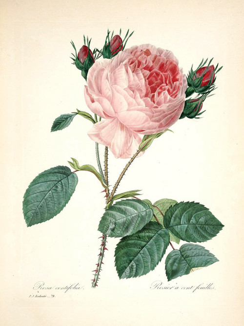 Rose, Plate 82 by Pierre-Joseph Redoute | Fine Art Print