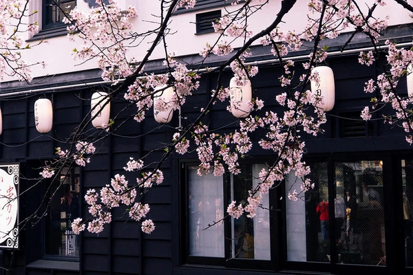 View All Japanese Hand Tools