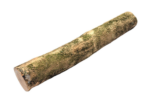 English Boxwood 2" x 2" x 14" BX1359