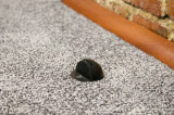 Zanda Half Moon Doorstop