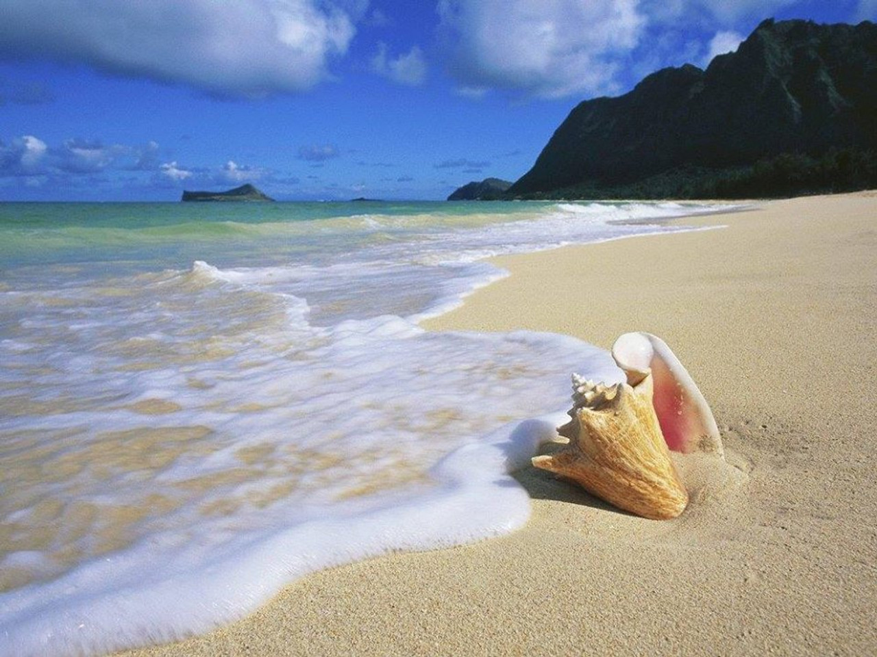 conch shell on beach with mountain background