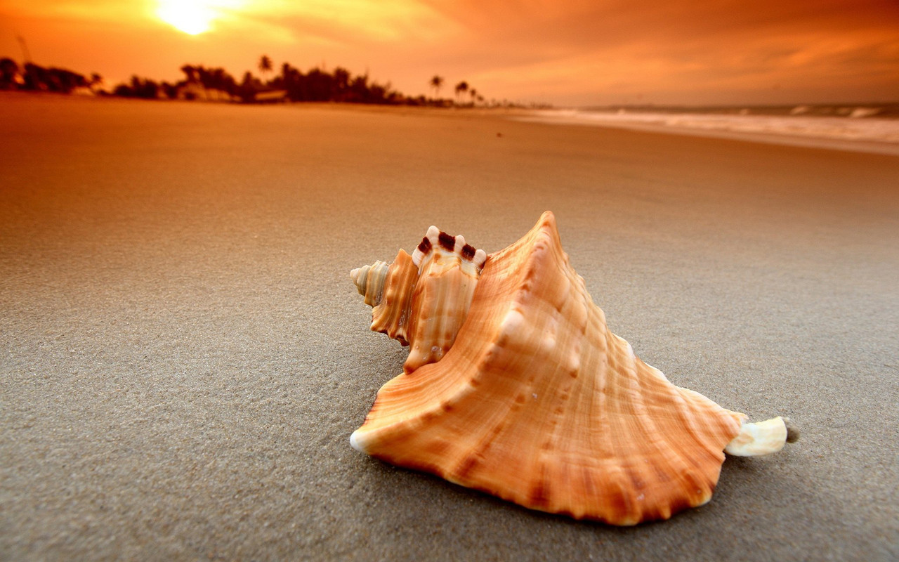 conch shell on beach at sunset