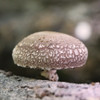 The thick, uniform cap of a night velvet strain shiitake.