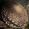 An up-close of the ornamentation on the cap of a Night Velvet shiitake.