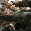 Shiitake growing on logs with an average log size of approx. 40" long and 4" in diameter