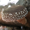 A hero shot of WR46 shiitake.