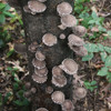Our most popular shiitake variety growing on a log outside.