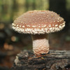 A hero shot of a Beltane Shiitake growing on a log.