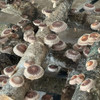 A bounty of Cumulus shiitake growing on several logs.