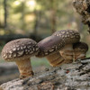Several smaller shiitake growing on a log in the woods.