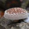 A hero shot of miss happiness shiitake growing on a log.
