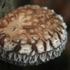 An ornate, thick cap of Bellwether shiitake growing outdoors. An ornate, thick cap of Bellwether shiitake growing outdoors.