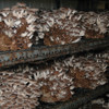 Shelves of Shiitake mushroom blocks fruiting in the growing room.