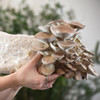 Harvesting generous clusters off a Black Pearl Oyster mushroom ready-to-fruit block. Harvesting generous clusters off a Black Pearl Oyster mushroom ready-to-fruit block.