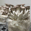 Cool loving Black Pearl Oyster mushrooms almost ready for harvesting on a ready-to-fruit block. Cool loving Black Pearl Oyster mushrooms almost ready for harvesting on a ready-to-fruit block.