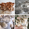 Mixed Mushroom 8-Block Set