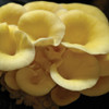 Golden Oyster mushroom bouquet, ready for picking. Golden Oyster mushroom bouquet, ready for picking.