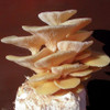 Golden Oyster mushrooms growing on toilet paper roll. Golden Oyster mushrooms growing on toilet paper roll.