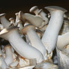 Thick stemmed King Oyster mushrooms ready for harvest off of a fruiting block.