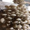 Heavy fruiting cluster of PoHu Oyster mushrooms on substrate.