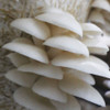 Summer White Oyster mushroom clusters ready to be harvested off of a bag of straw.