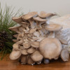 Black Pearl oyster grain spawn prefers sterilized, supplemented sawdust as a substrate and produces large, creamy caps. Black Pearl oyster grain spawn prefers sterilized, supplemented sawdust as a substrate and produces large, creamy caps.