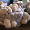 Heavy, large cluster balls of toothy Lion's Mane almost ready to be picked off mushroom blocks. Heavy, large cluster balls of toothy Lion's Mane almost ready to be picked off mushroom blocks.
