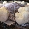 Lion's Mane mushrooms growing on a ready-to-fruit block made with grain spawn and sterilized substrates.