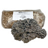 Bag of Maitake grain spawn with a large harvested cluster of Hen of the Woods mushrooms in front.