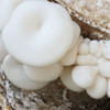 A top view of polar white mushrooms.