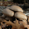 Pohu oysters typically fruit in the fall of the year when grown outdoors.