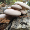 The large smooth caps of Pohu oyster mushrooms.